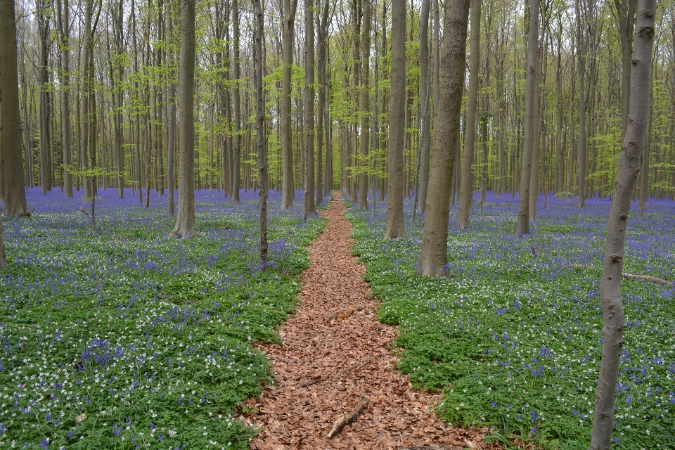 Landschaft baum natur wald