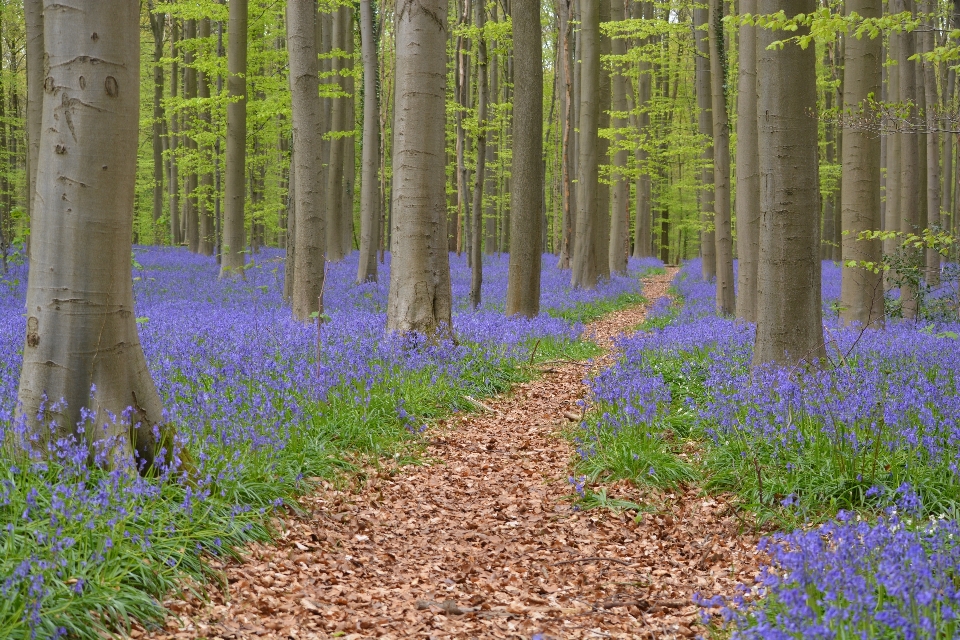 Paysage arbre nature forêt