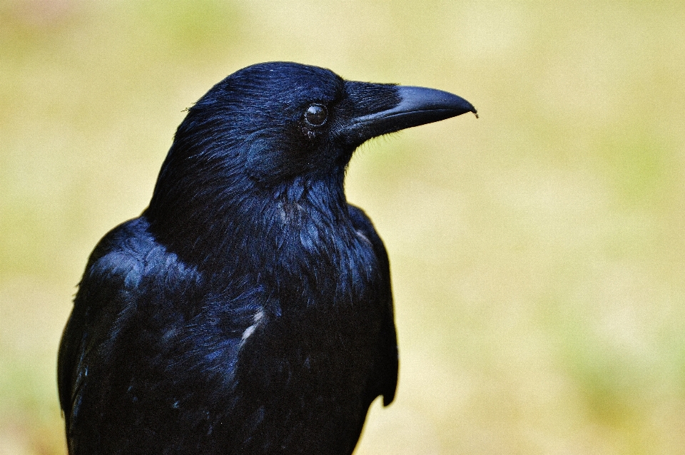 鳥 動物 飛ぶ 野生動物