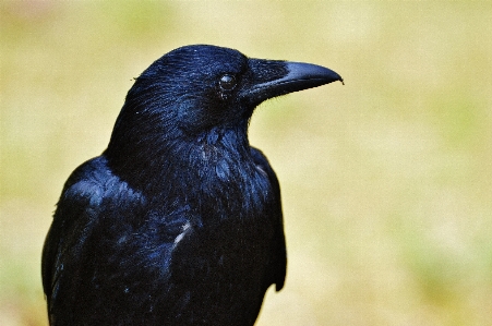 Bird animal fly wildlife Photo