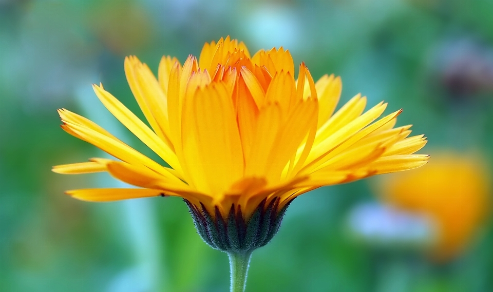 Naturaleza planta flor pétalo