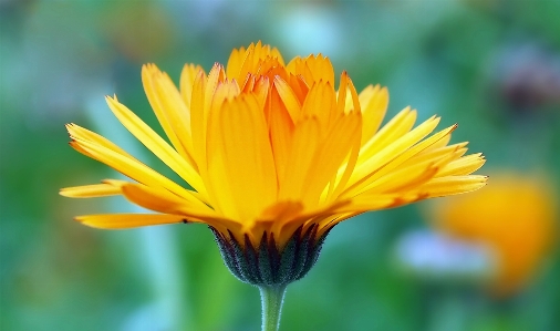 Natur anlage blume blütenblatt Foto