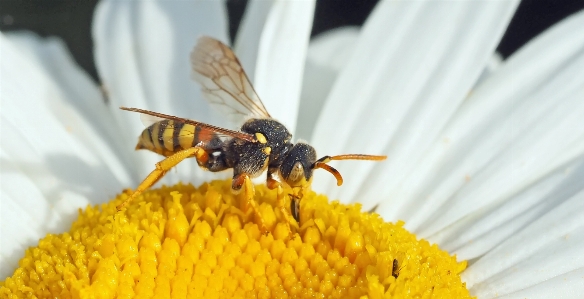 Natur anlage blume fliege Foto