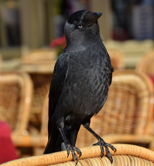 Bird animal fly beak