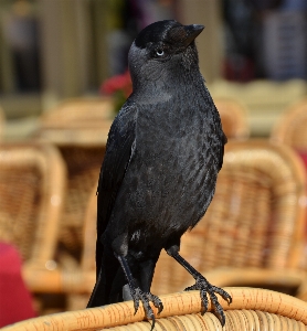 Bird animal fly beak Photo