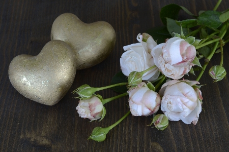 Blossom plant flower petal Photo