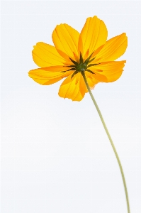 Plant cosmos flower petal Photo