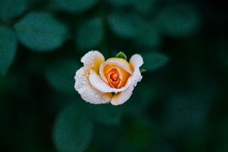 Anlage blume blütenblatt rose Foto