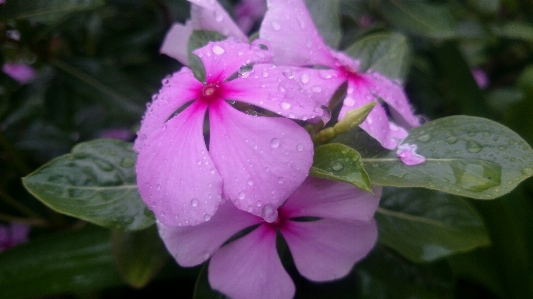 Plant flower petal pink Photo