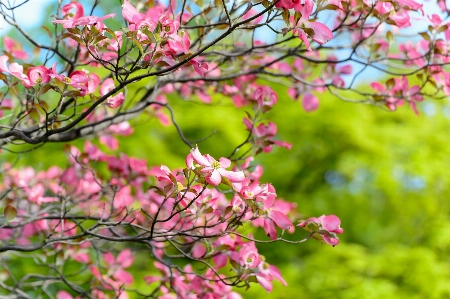 Landscape tree branch blossom Photo