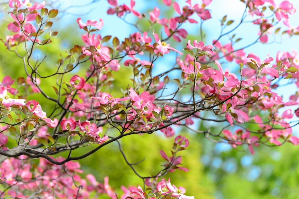 Paysage arbre bifurquer fleurir