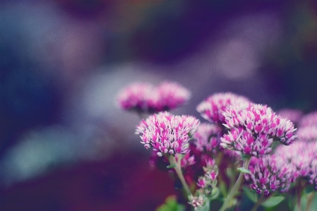 Nature blossom plant sky Photo