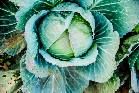 植物 農場 葉 緑 写真