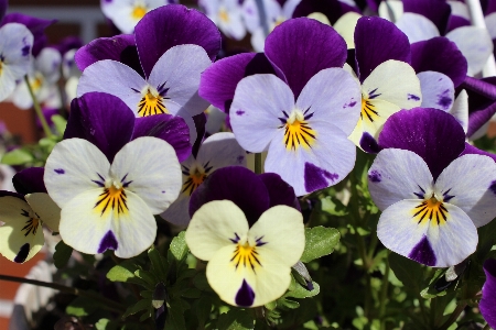 Nature plant white flower Photo