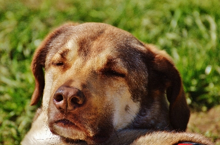 Grass sun puppy dog Photo