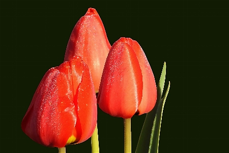 Natur anlage blume blütenblatt Foto