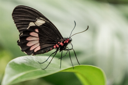 Foto Natureza plantar folha animal