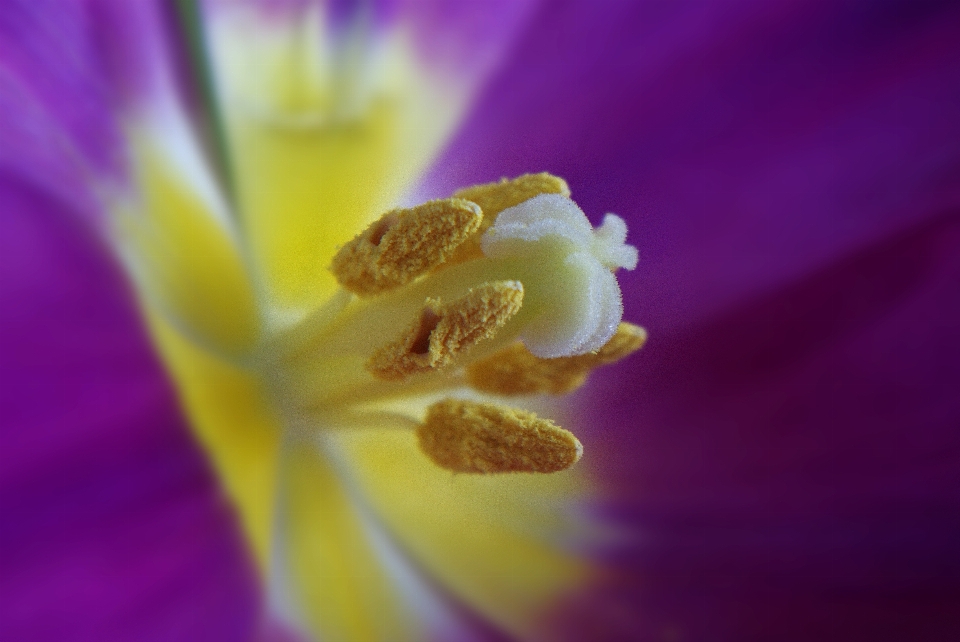 Acqua natura fiore pianta