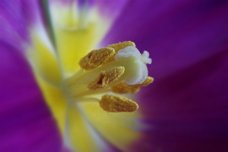 Water nature blossom plant Photo