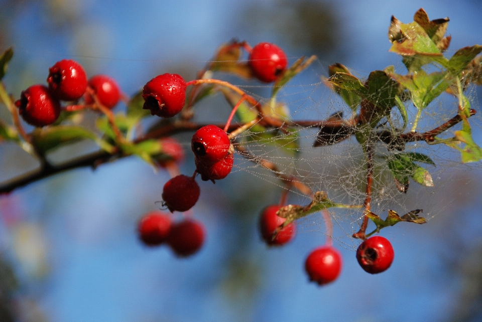 Branch blossom fruit berry