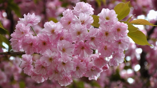 ブランチ 花 植物 花弁 写真