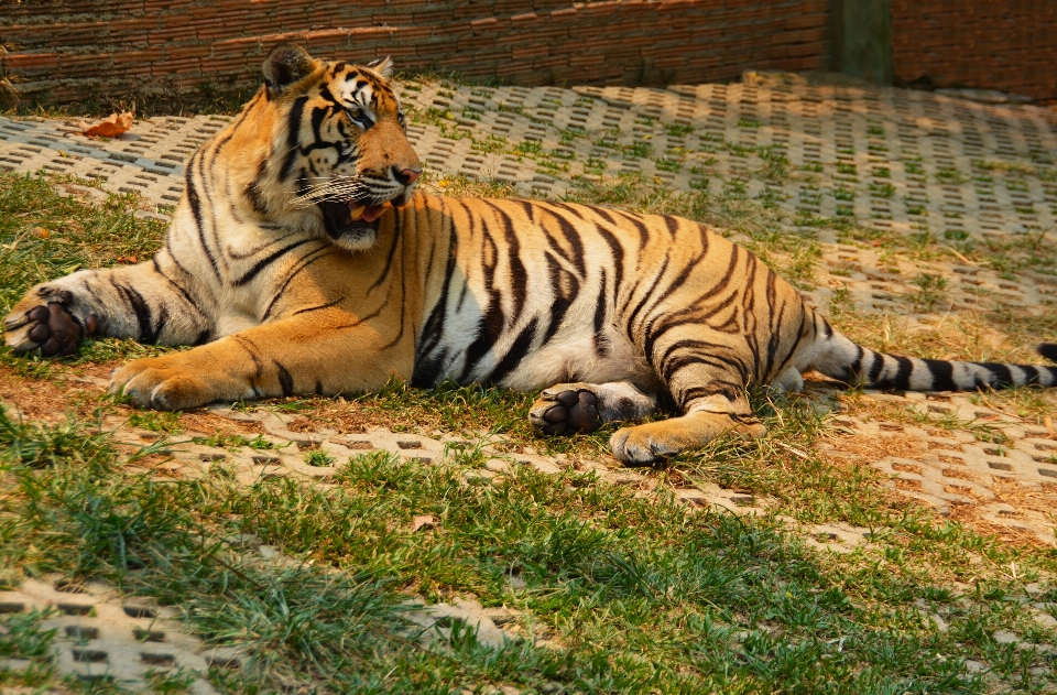 Natureza grama animal olhando