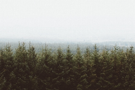 Foto Pohon hutan rumput langit