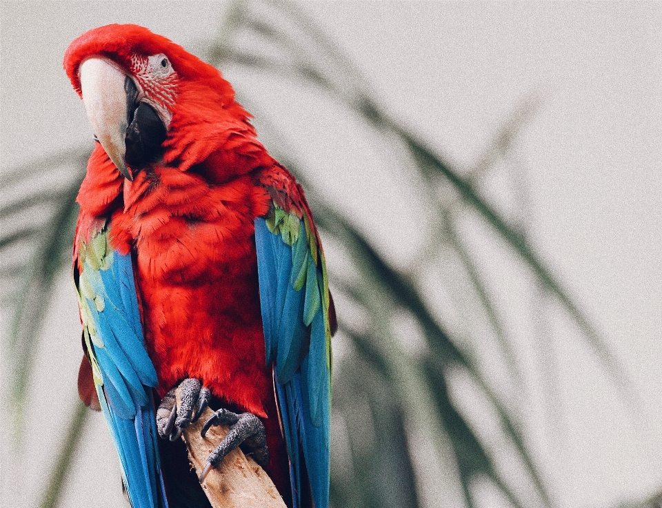 Oiseau le bec plume fauna