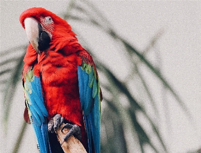 Bird beak feather fauna Photo