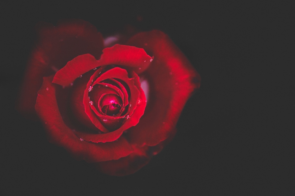 Planta flor pétalo rosa