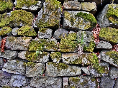 Nature forest grass rock Photo