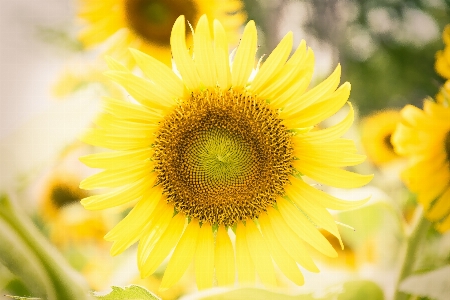 Natur anlage blume blütenblatt Foto