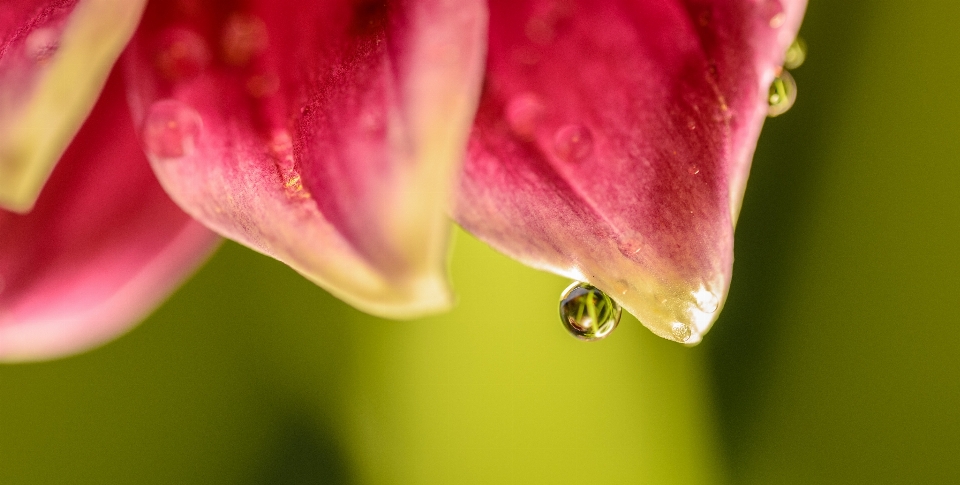 Wasser natur blüte tröpfchen