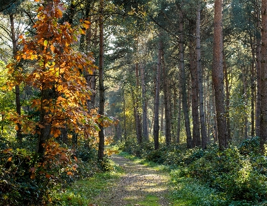 Landscape tree nature forest Photo