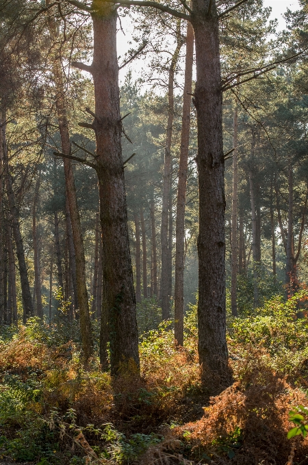 Landscape tree nature forest