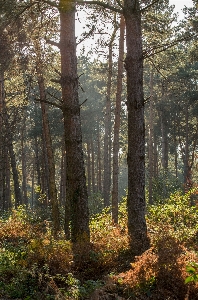 Landscape tree nature forest Photo