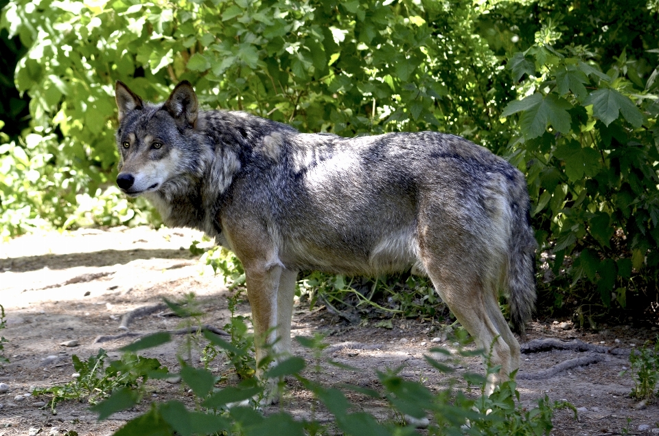 Forêt herbe faune mammifère