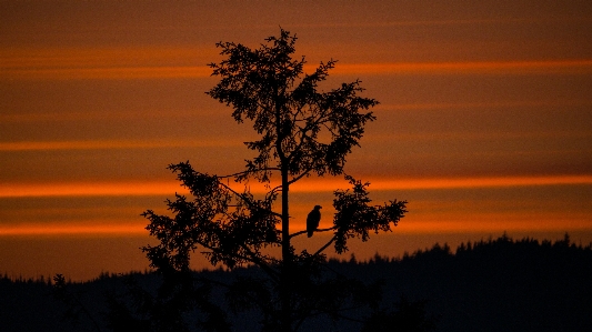 Landscape tree nature horizon Photo