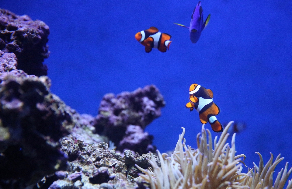 サンゴ礁
 ポム中心虫科
 リーフ
 海洋生物学
