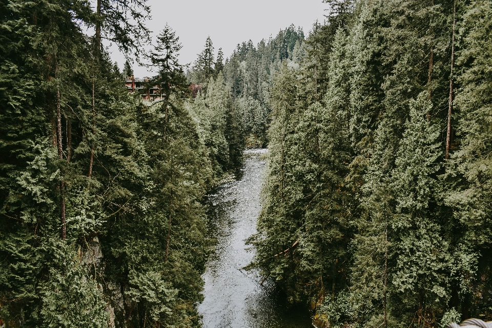 風景 木 水 自然