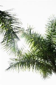 Tree grass branch plant Photo