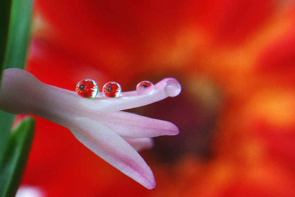 Water nature blossom drop