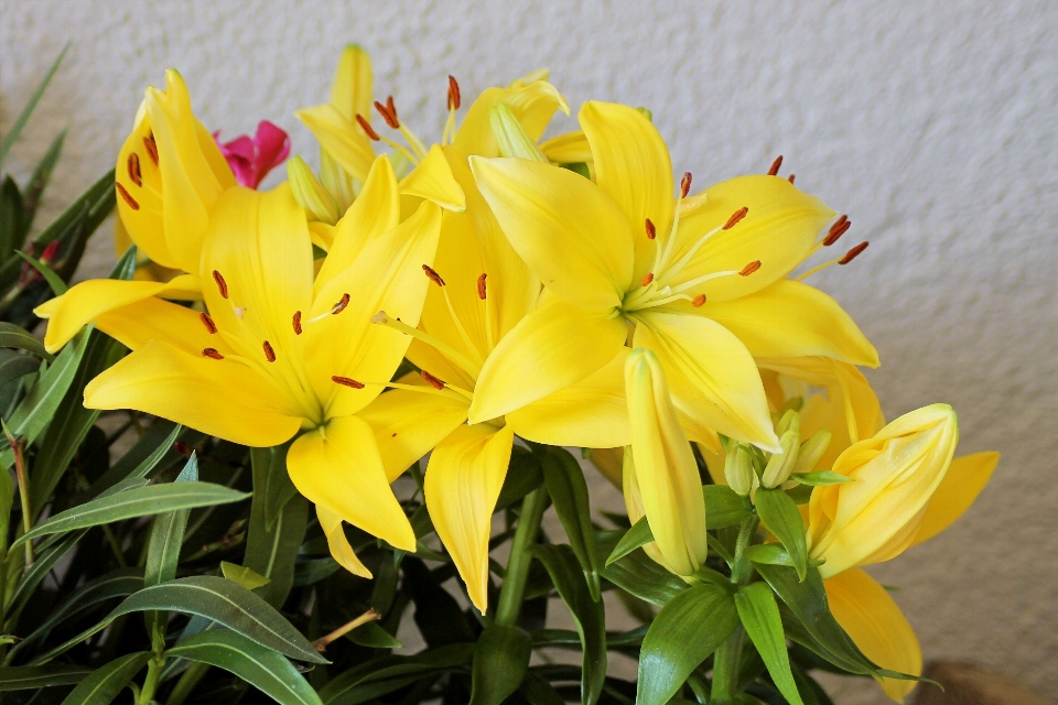 Nature plant flower petal