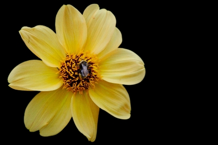 Blossom plant flower petal Photo