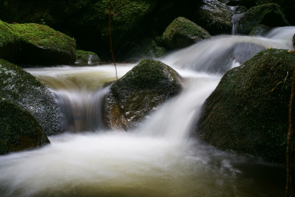 景观 树 水 自然