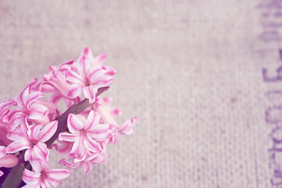 Blossom plant flower purple