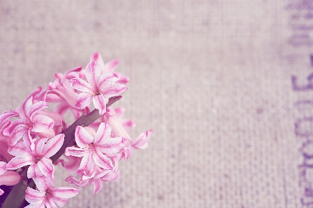 Blossom plant flower purple Photo