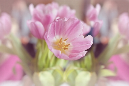 Table blossom plant flower Photo