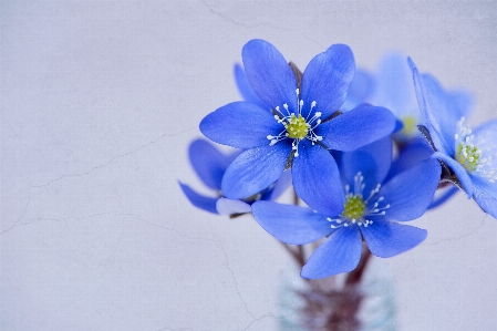 花 植物 花弁 春 写真