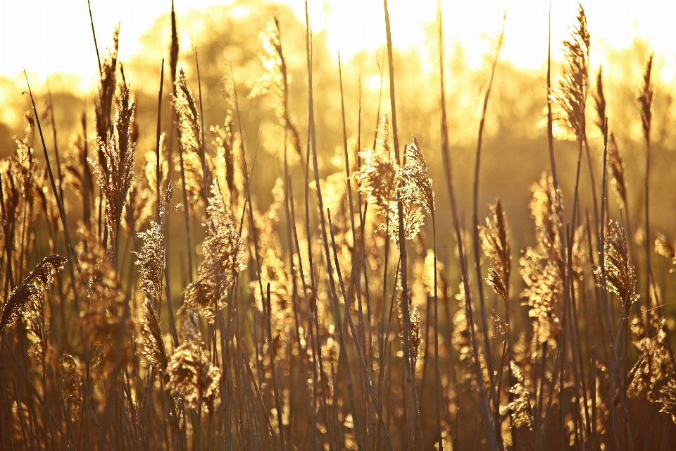 Nature grass sky sunrise